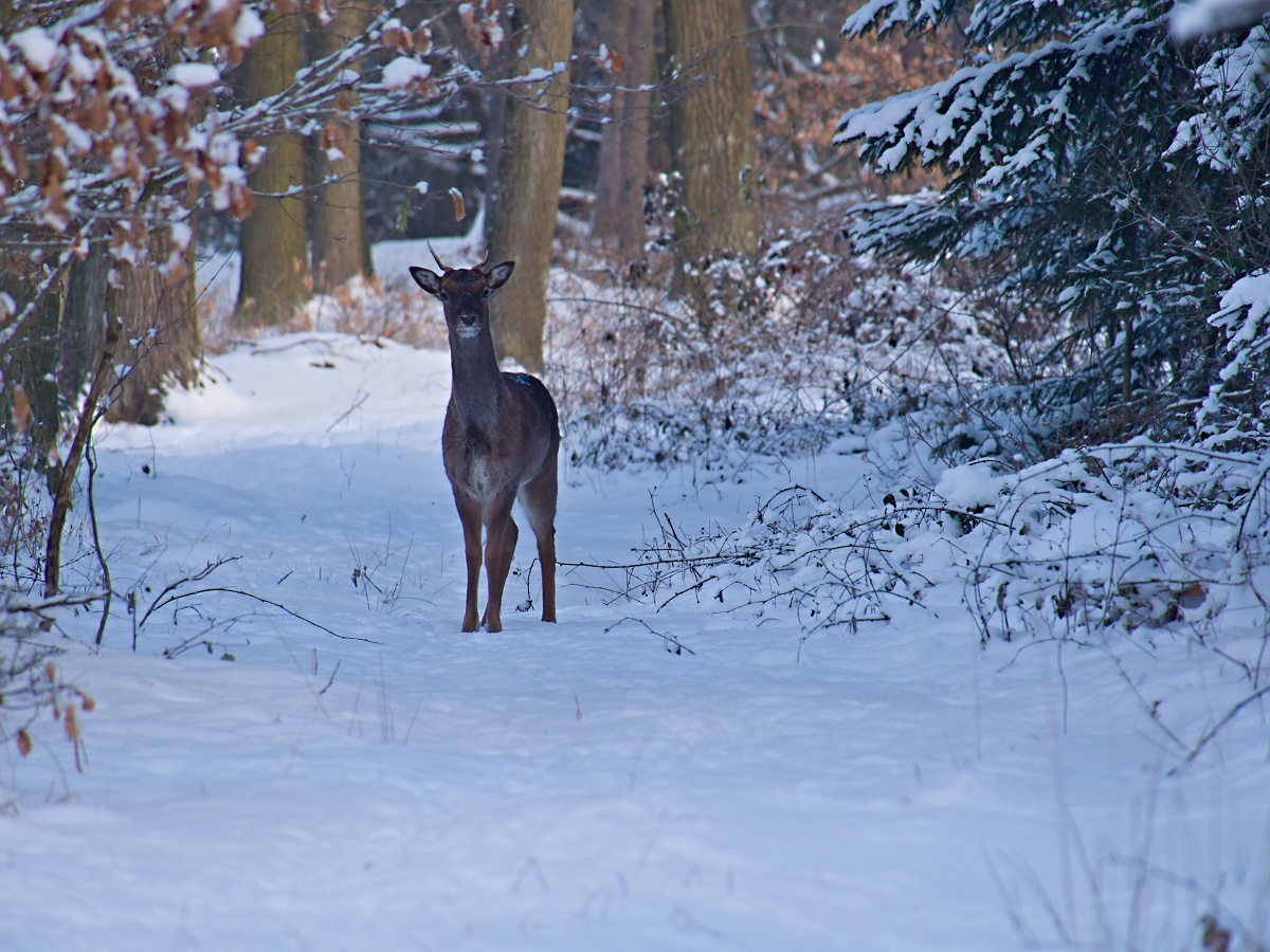 procházkové setkání