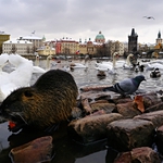 Stopy v krajině. Různé druhy (iii)