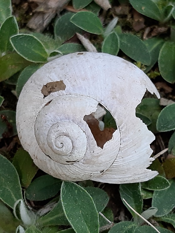 Ulita