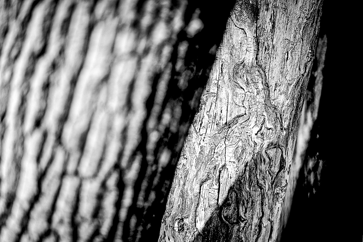 Detail z lesa II