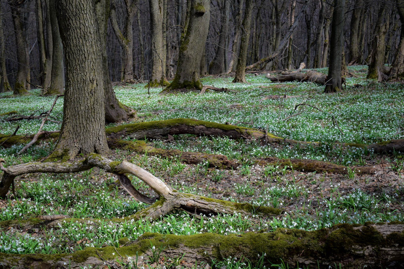 snowdrops