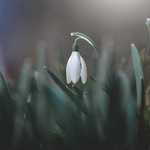 Protože sněženek není nikdy dost.