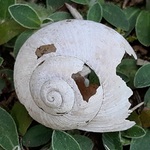 Ulita
