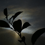 Pomerancovnik v paprsku