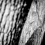 Detail z lesa II