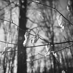 Kdo si hraje ... II.