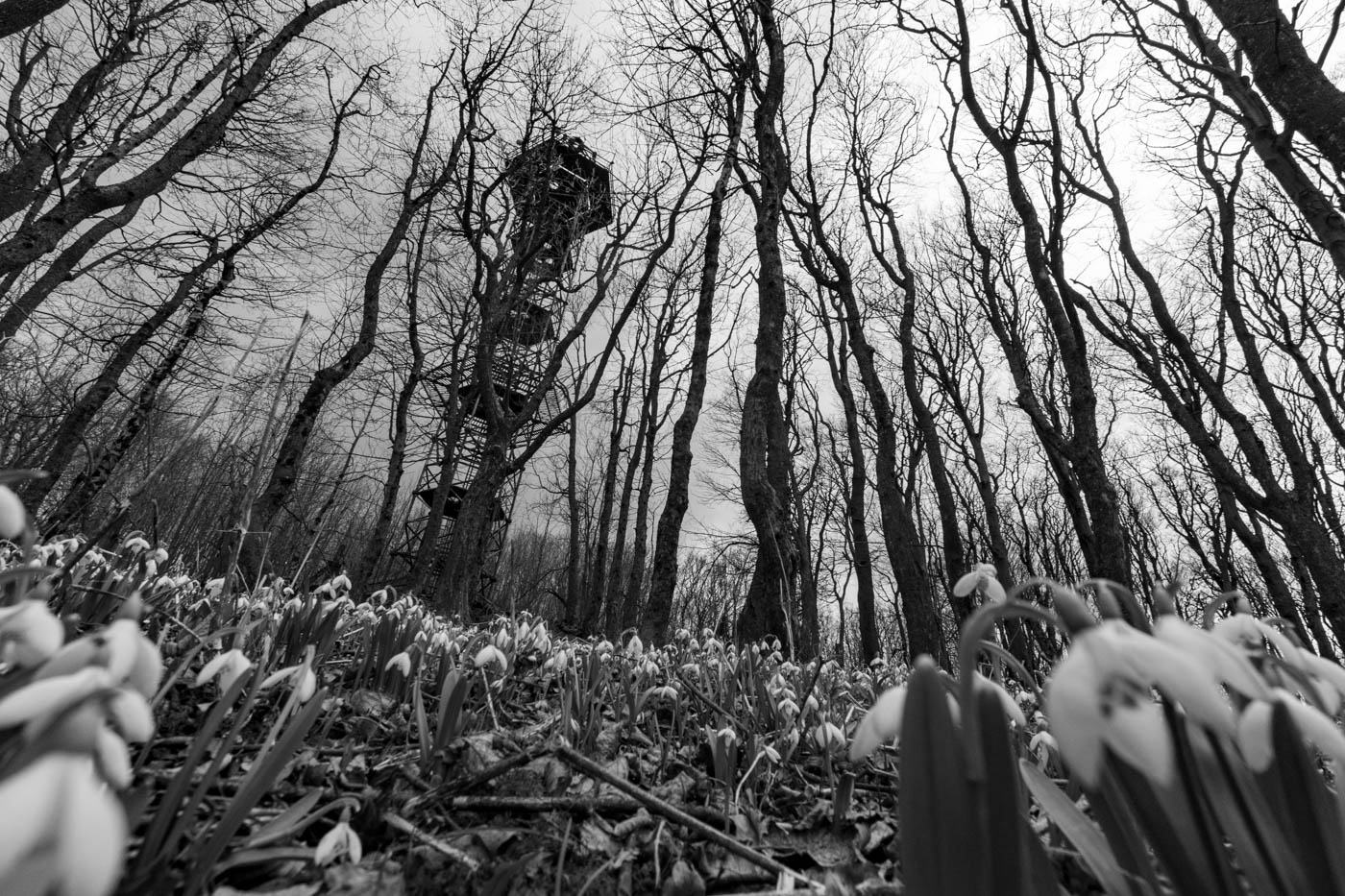 Stará vojenská rozhledna (Velká Javořina)