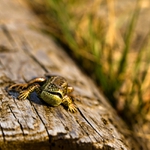 no čo čumíš?... práve som sa zobudila...