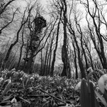 Stará vojenská rozhledna (Velká Javořina)