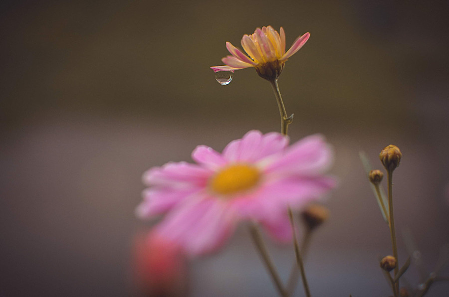 Pařížská kopretina