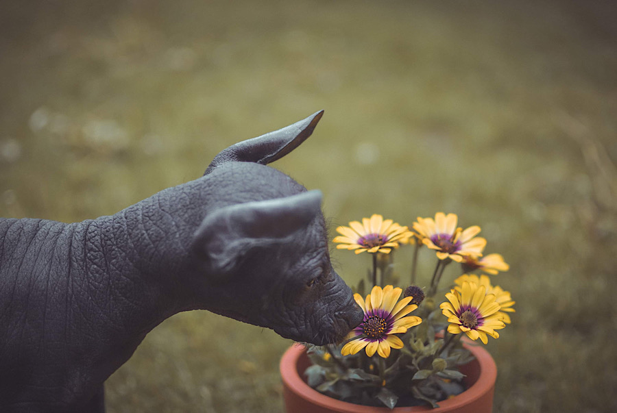 Gerberu jsem ti už sežral a tuhle ti taky sežeru!