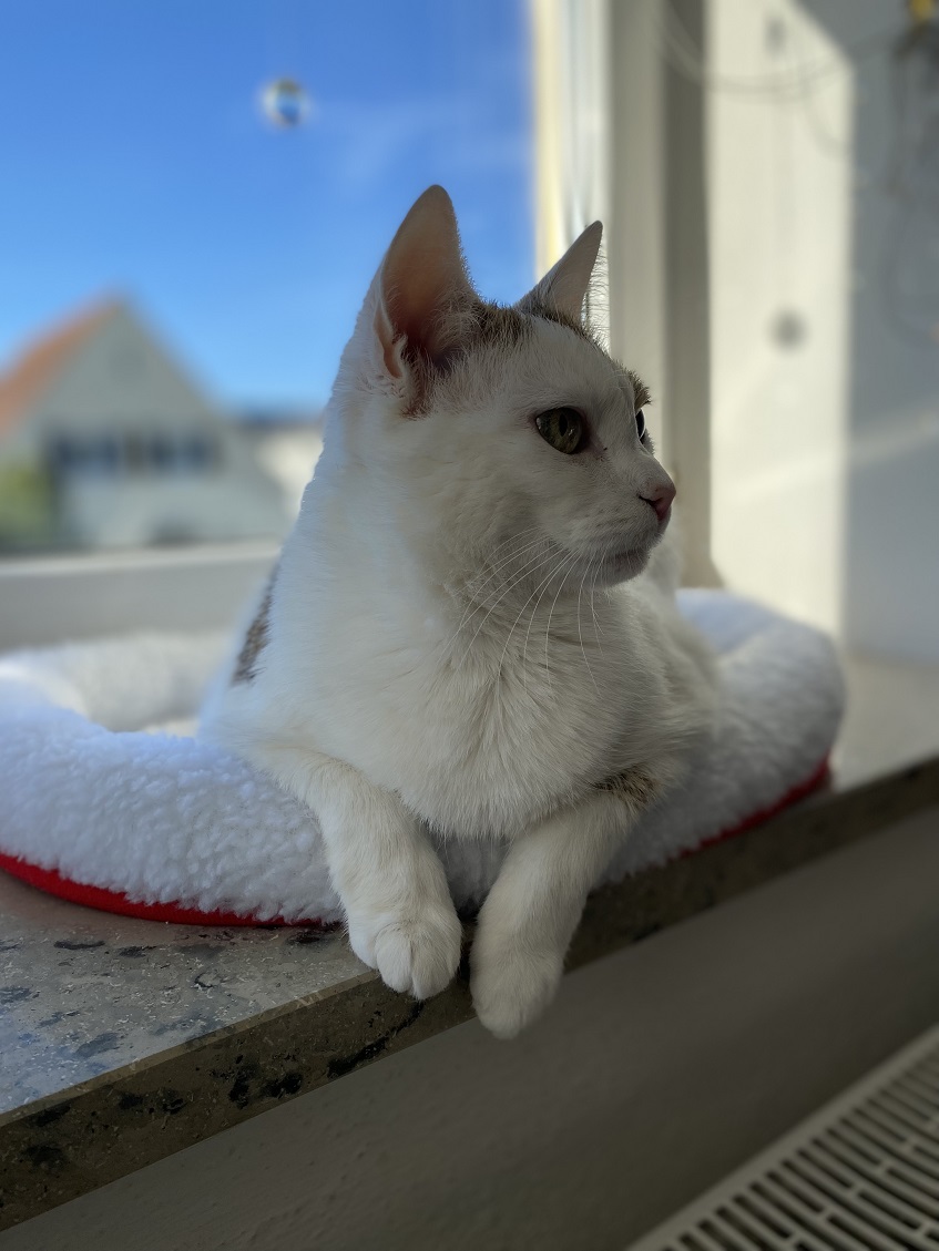 Mucí