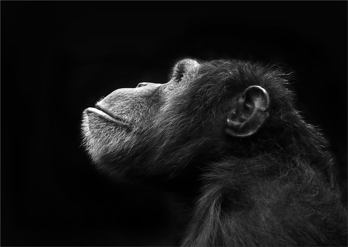 Prabratranec z profilu 2