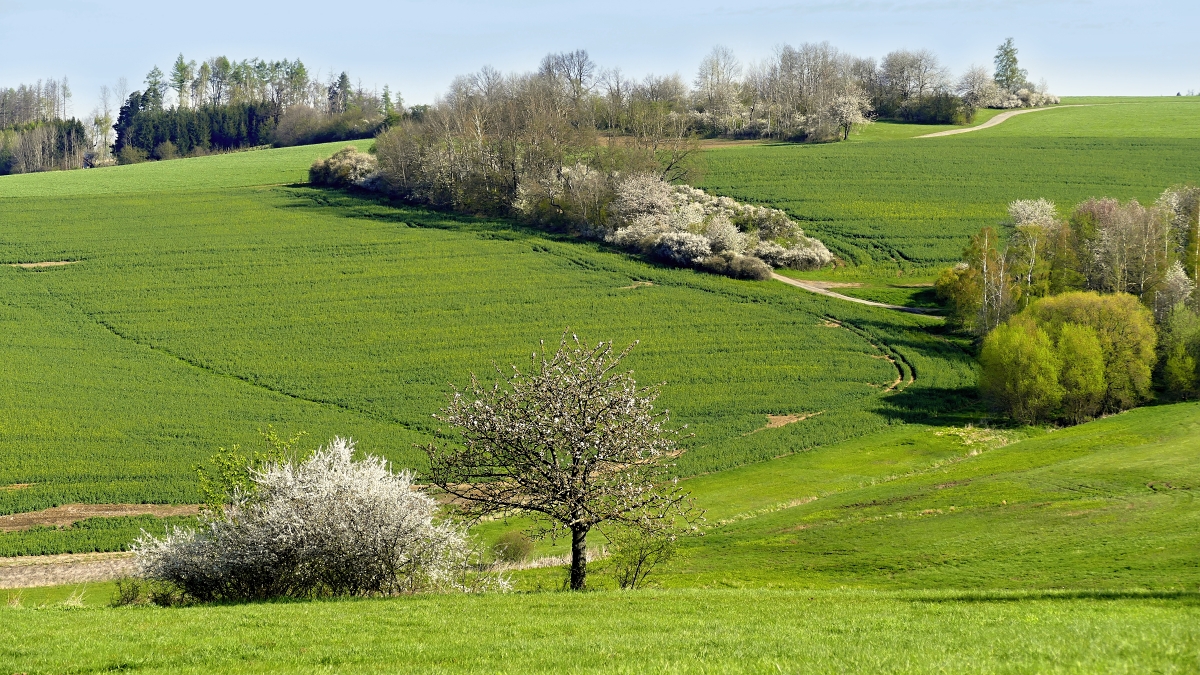 Rozkvetlá Vysočina