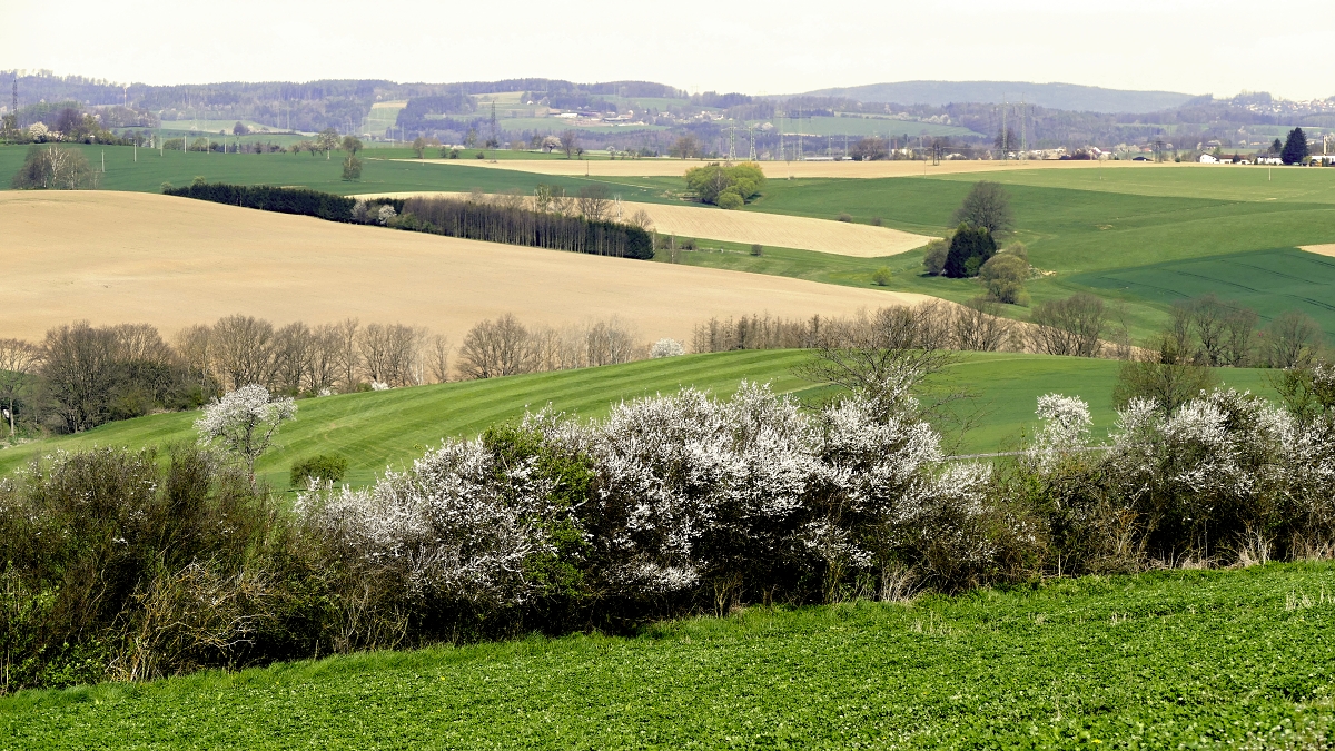 Rozkvetlá Vysočina