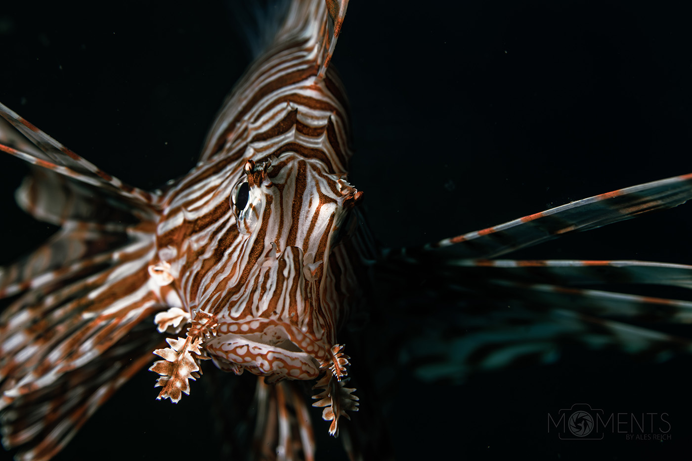 Lion Fish