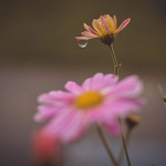 Pařížská kopretina