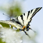 přistání ve větru