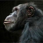 Prabratranec z profilu