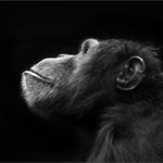 Prabratranec z profilu 2