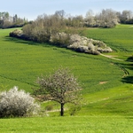 Rozkvetlá Vysočina