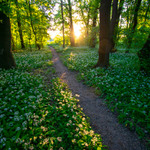 Medvědí česnek III