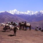 Koňský trek v Songpanu