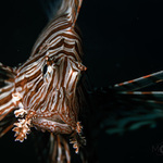 Lion Fish
