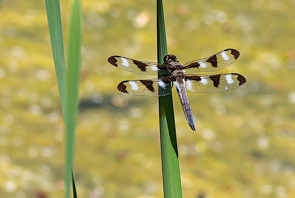 Dragon fly Ferda