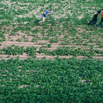 přihrnování brambor