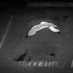 Visiteur