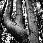 Cthulhu - Triprstak Trioky