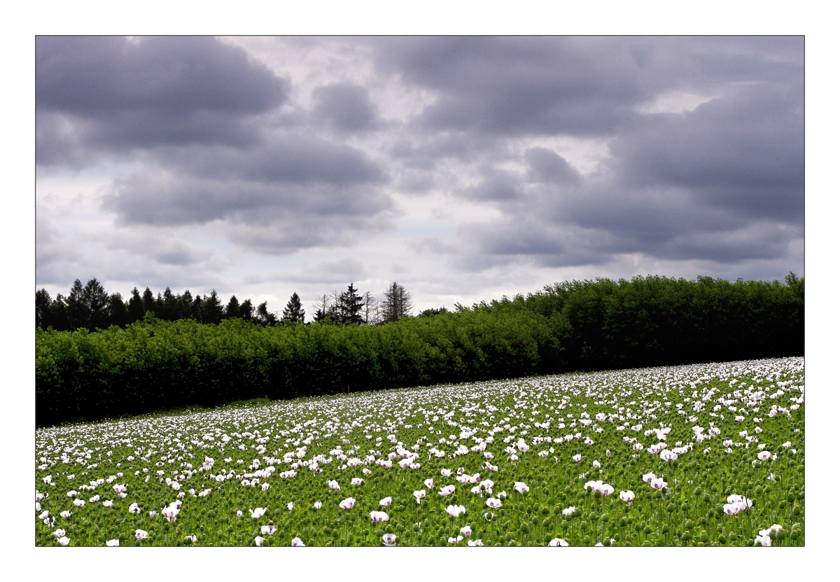 Na makovém poli 4