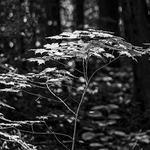 Japonské malé mušky