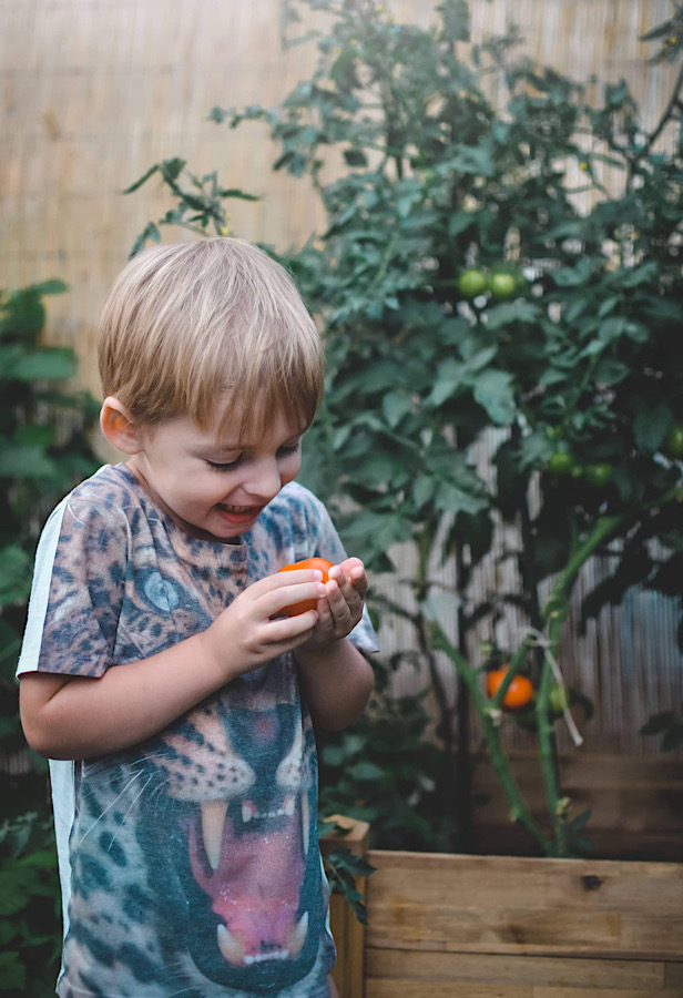První červený rajče