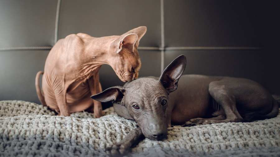 Bublinka a Norris podruhé