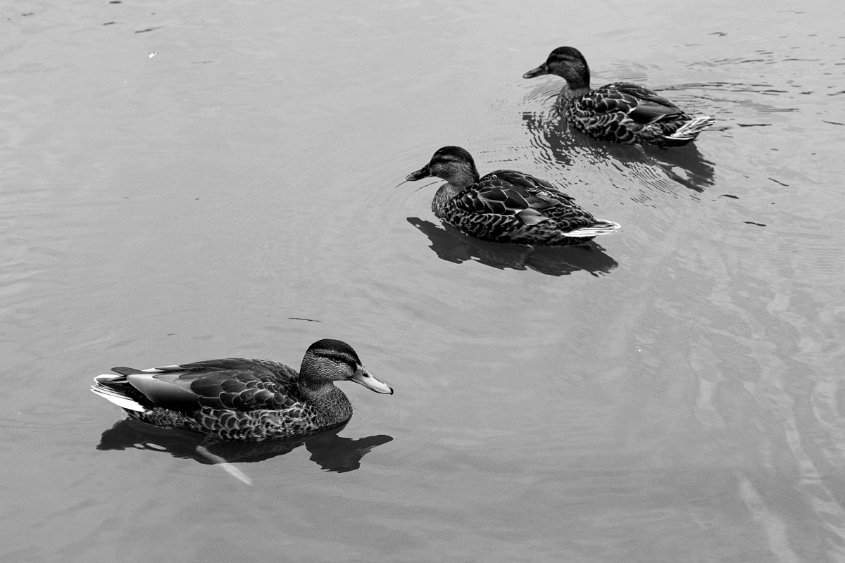 Jízda v protisměru