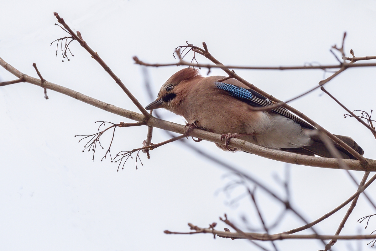 Tady hlídám já...