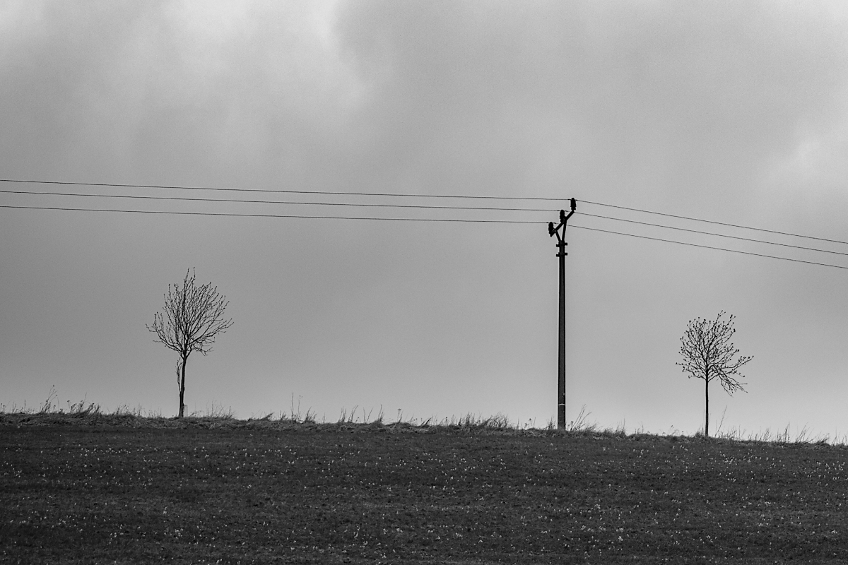 Podivný strom...
