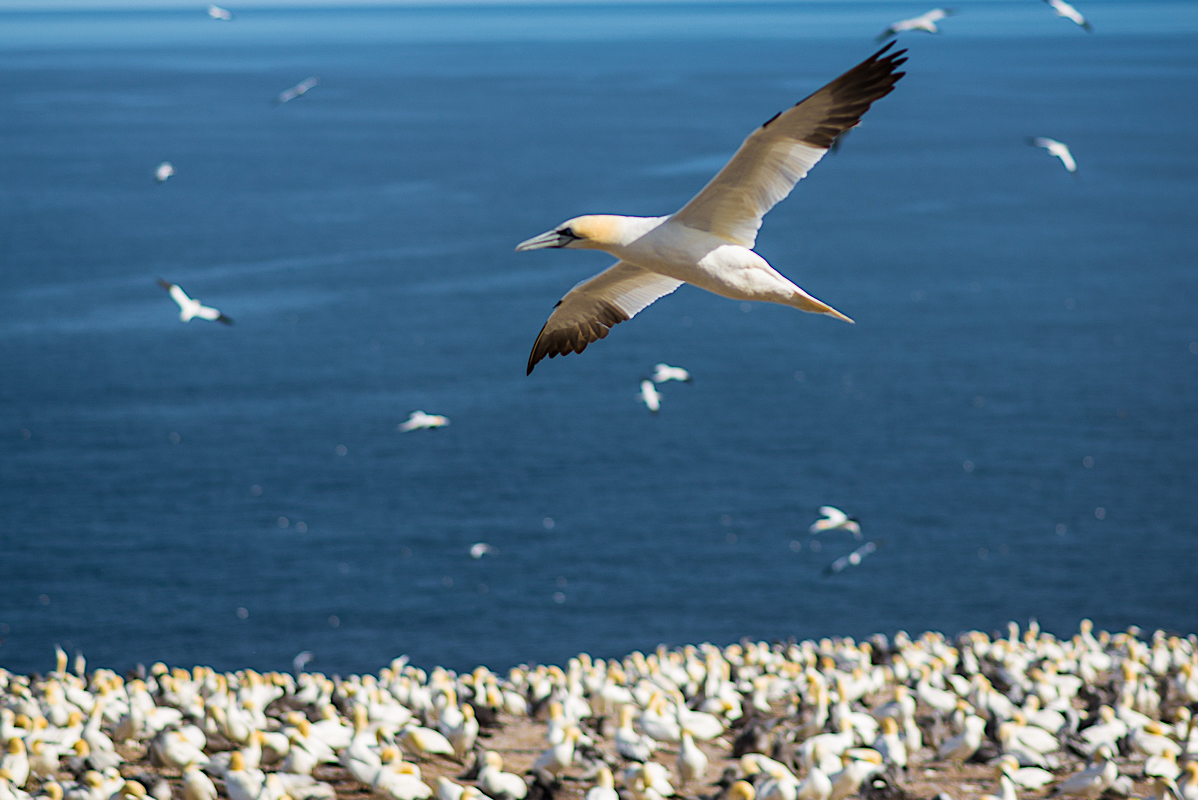 Gannet