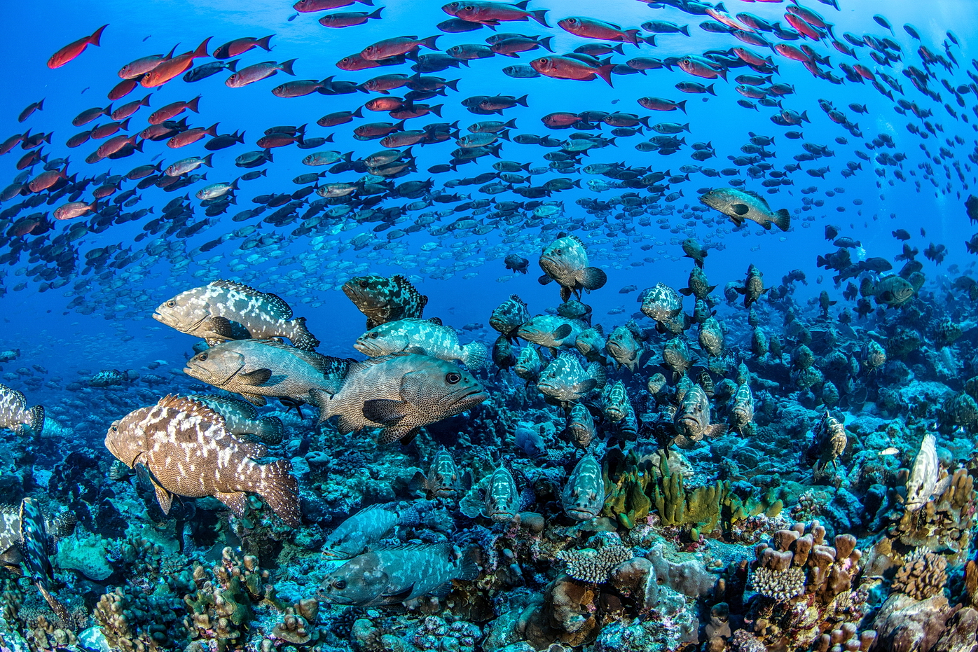 Fakarava South Pass