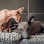 Bublinka a Norris podruhé