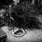 u fotografa v zahradě