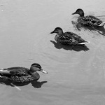 Jízda v protisměru