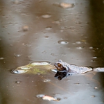 Rosnička nenalezena...