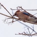 Tady hlídám já...