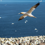 Gannet