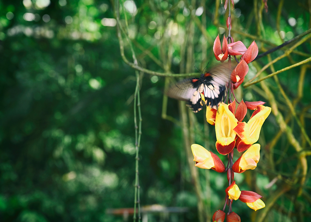 v tropické zahradě