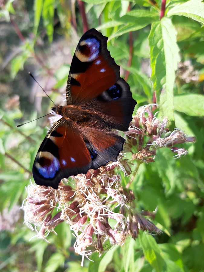 Papilio fluorescent, prostě babočka