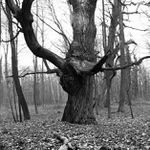 Z pralesa na Volském vrchu 4